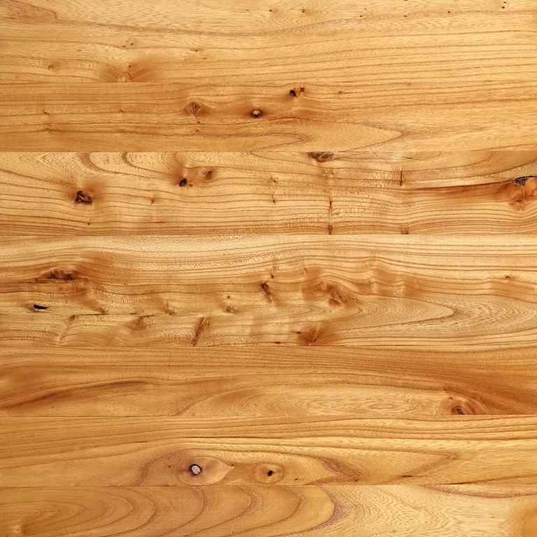 Chinese Elm