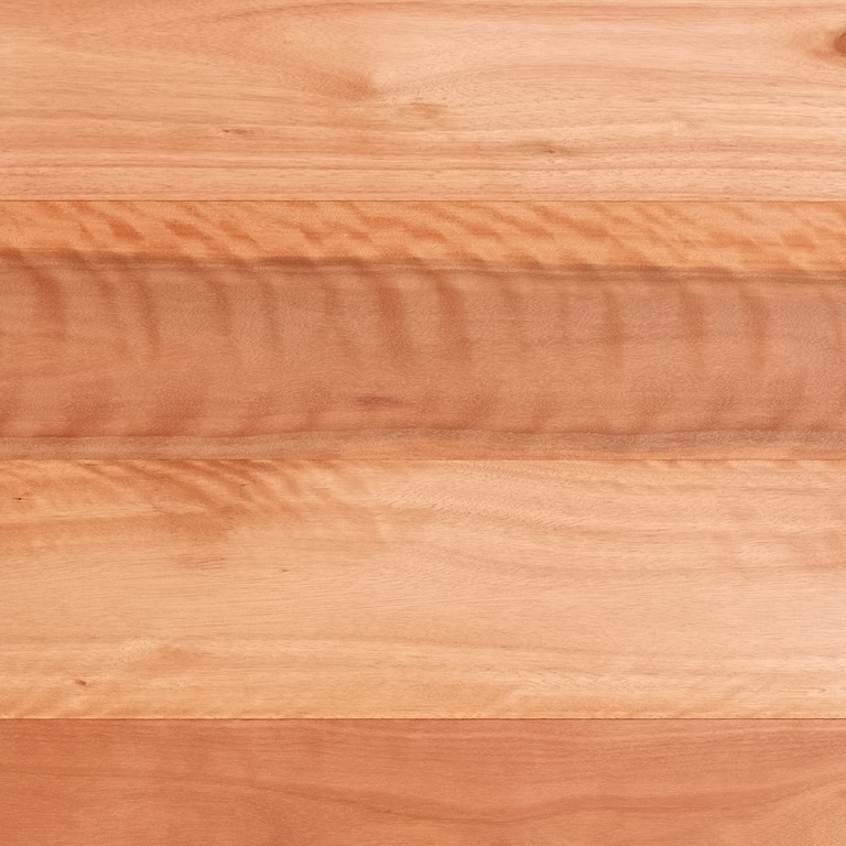 Lyptus